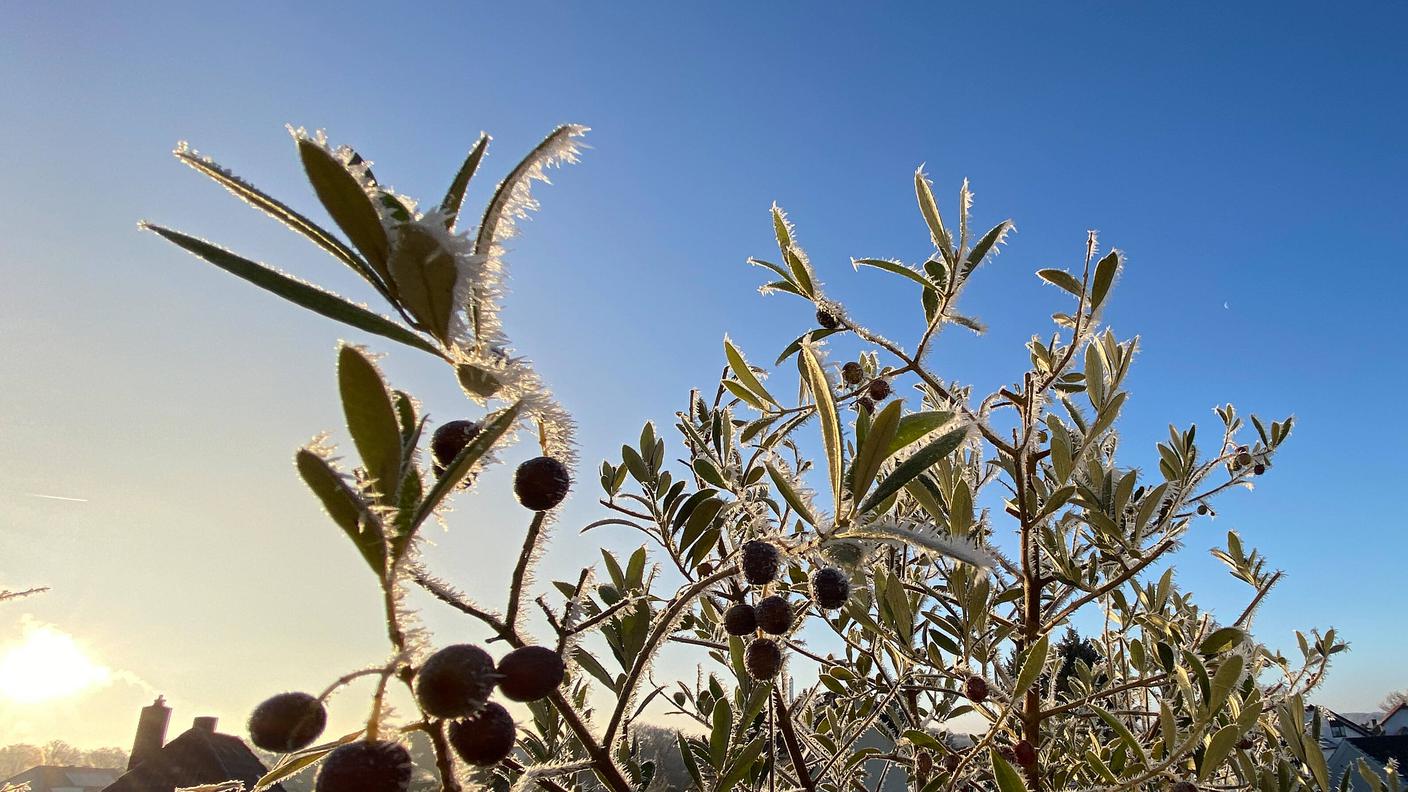 Gelo prolungato e forti nevicate possono compromettere il futuro produttivo di un olivo