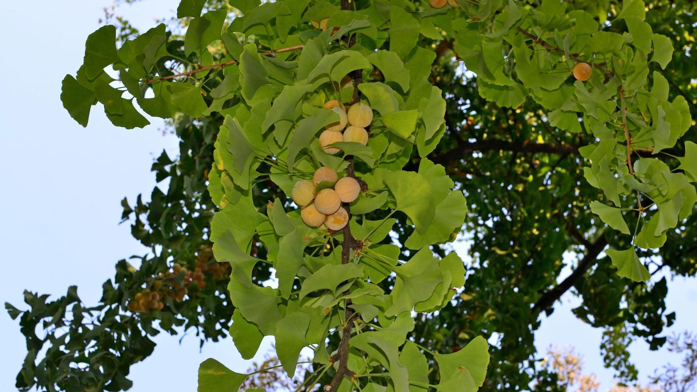 Gli ovuli di ginkgo come appaiono sulla pianta madre a fine estate