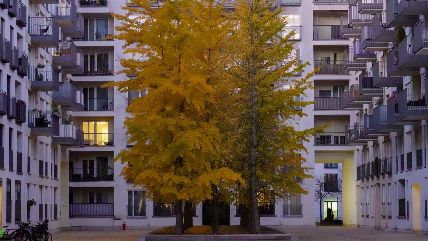 Il ginkgo viene piantato in citta perché è resistente all'inquinamento, ma anche per il suo grande effetto decorativo in autunno