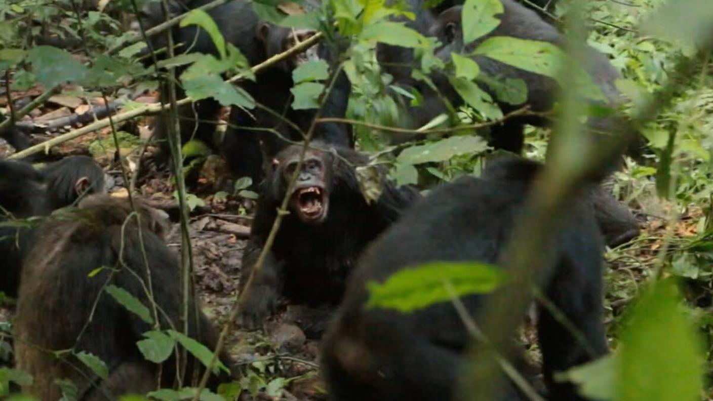 Scimpanzé della comunità Occidentale attaccano membri della comunità Centrale nel 2019