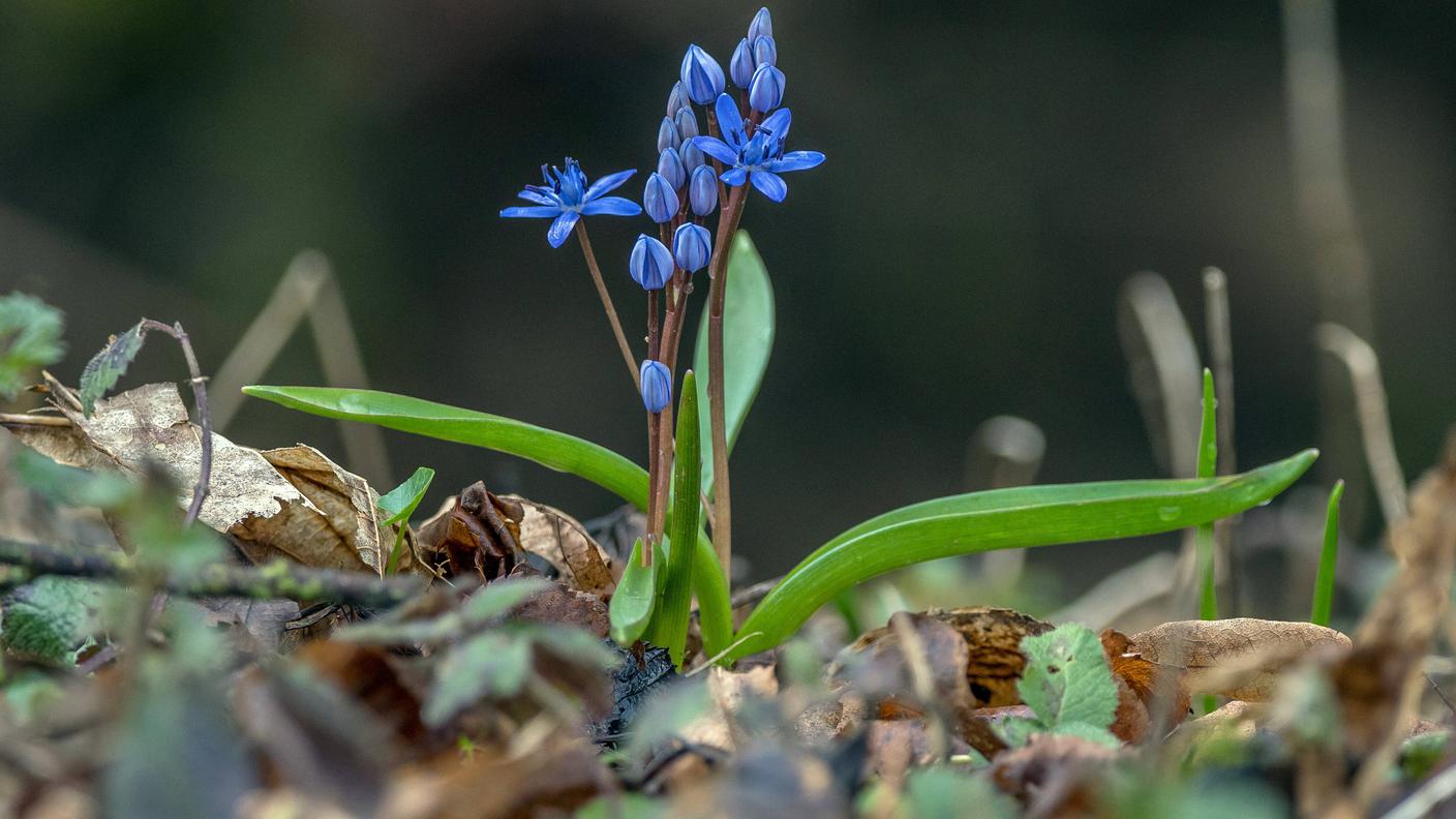 la scilla silvestre (Scilla bifolia L.) è una pianta caratteristica della flora nemorale
