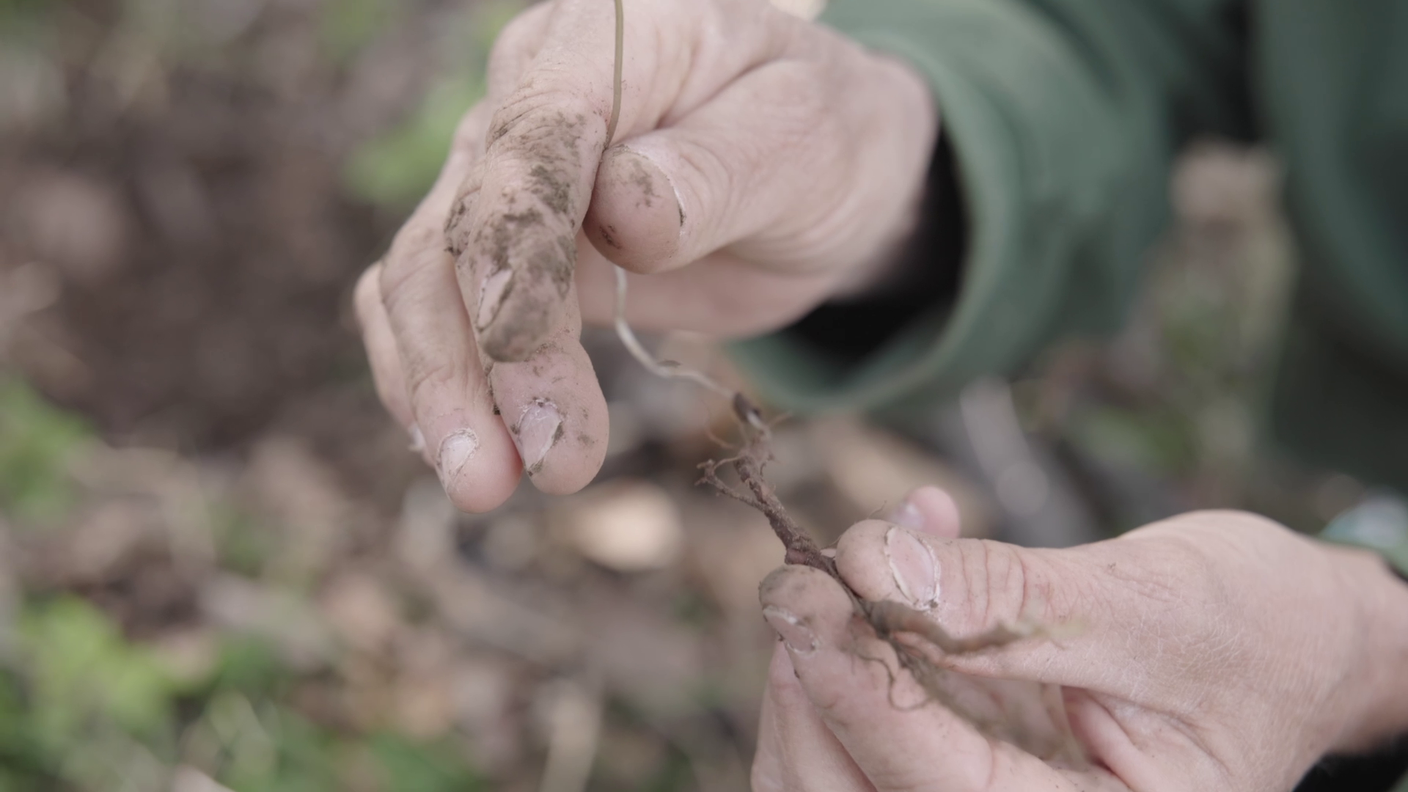 il fusto sotterraneo (rizoma) dell'anemone dei boschi presenta numerose radichette carnose ricche di sostanze di riserva