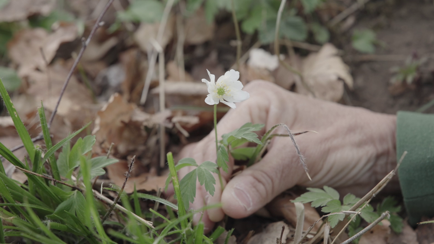 L'anemone dei boschi "messa in posa" dalla biologa Pia Giorgetti Franscini