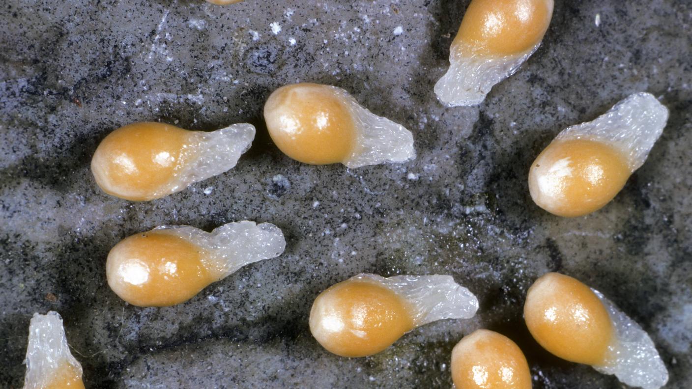 Semi di violetta con appendici "grasse" (elaiosomi) di cui sono ghiotte le formiche