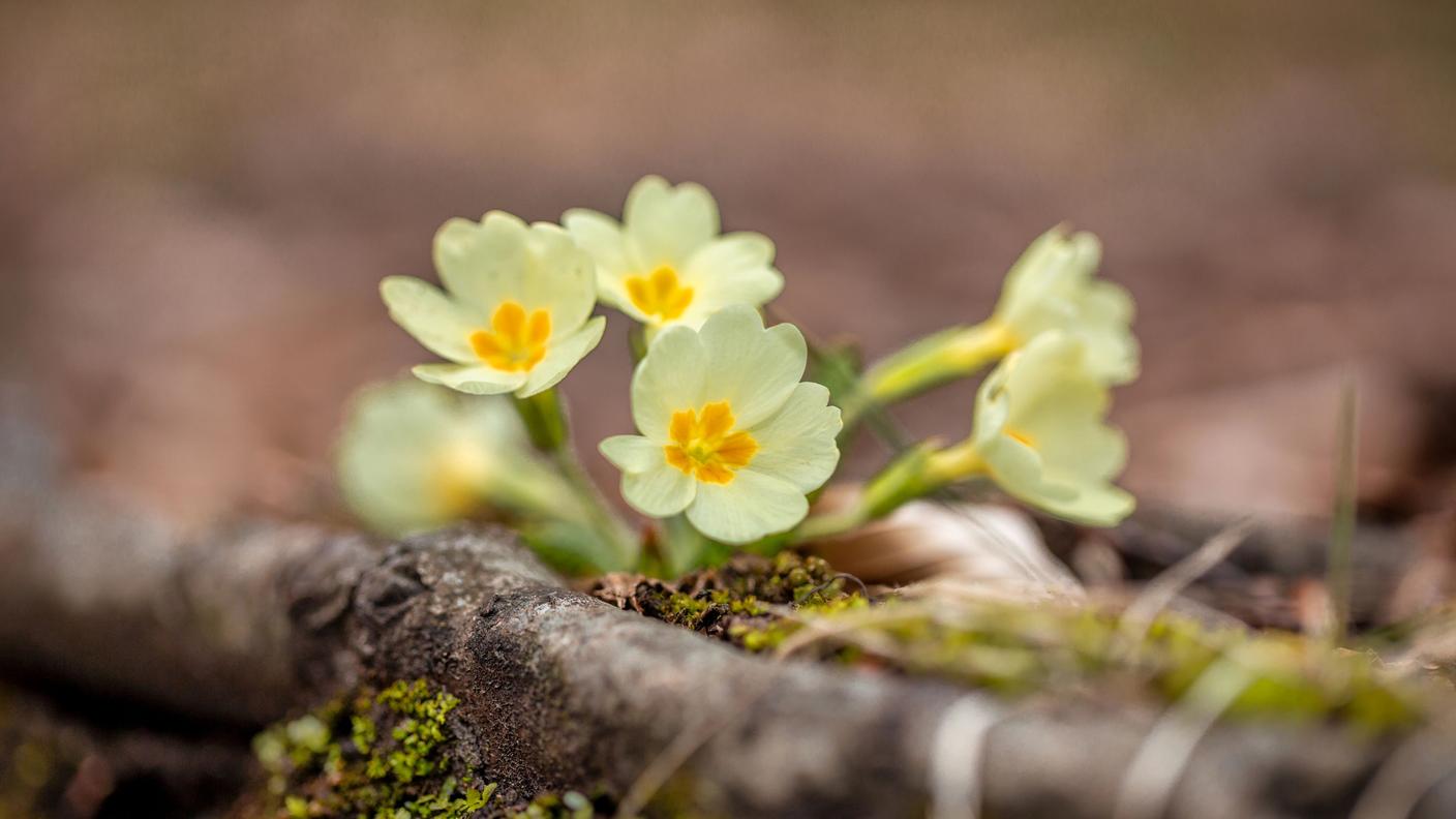 La primula comune è una presenza spesso discreta nel sottobosco, ma molto importante per i primi insetti impollinatori che emergono 