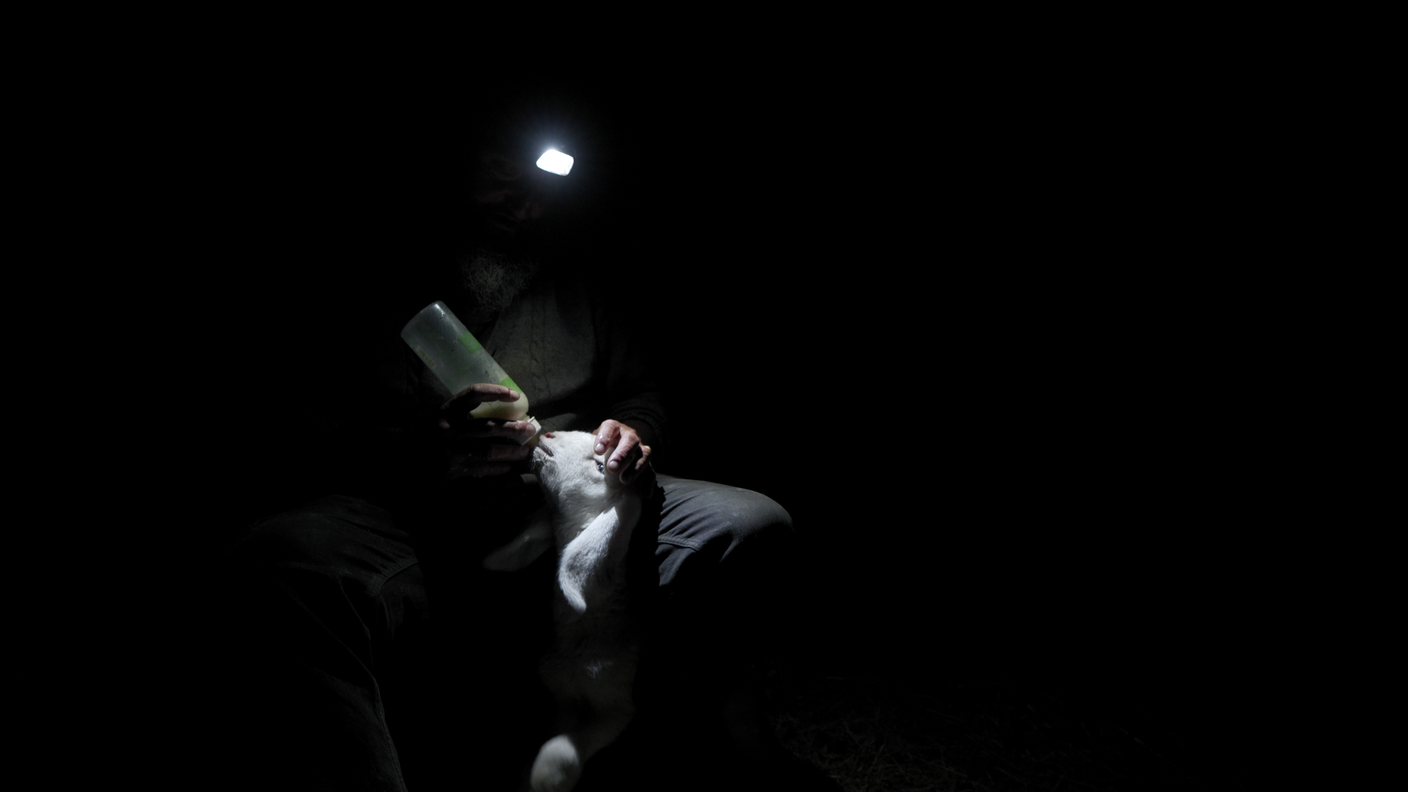 Il pastore Giorgio che allatta un agnello.