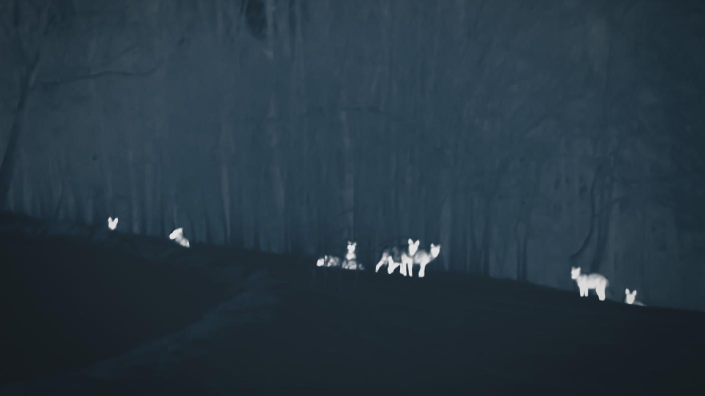 Lupi visti dalla videocamera termica nel film Lupi Nostri.