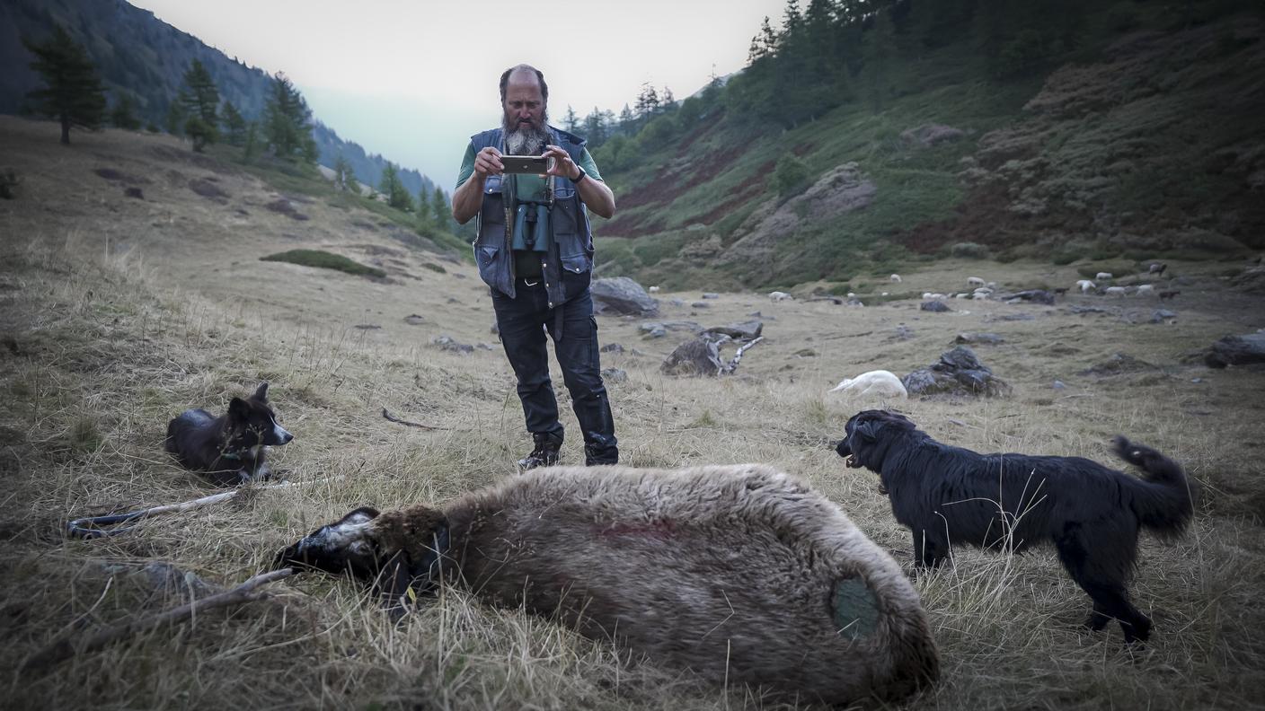Il pastore Giorgio fotografa alcuni capi di bestiame uccisi dai lupi.