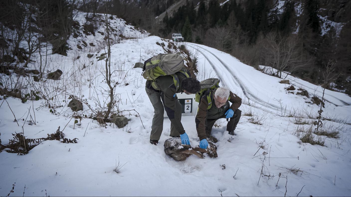 Le guardie forestali Mauro ed Enzo ritrovano un lupo morto. 