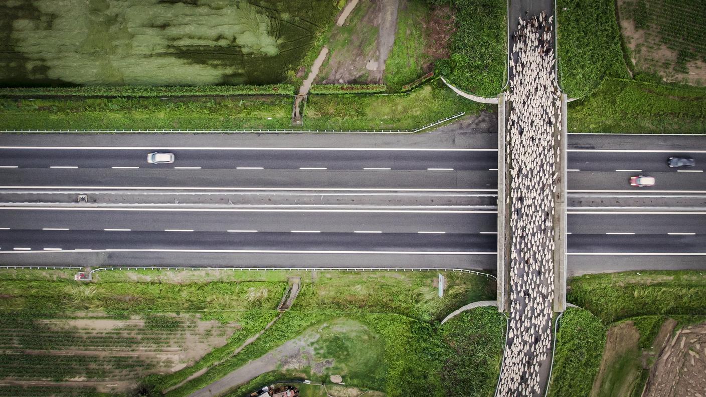 Il pastore Giorgio attraversa un ponte con il suo gregge di pecore.
