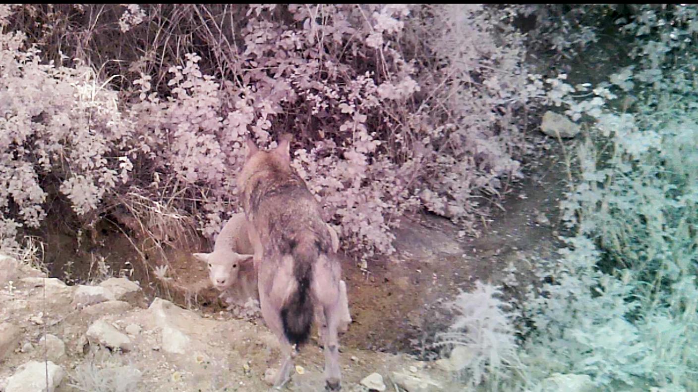 Un lupo che trasporta una pecora.