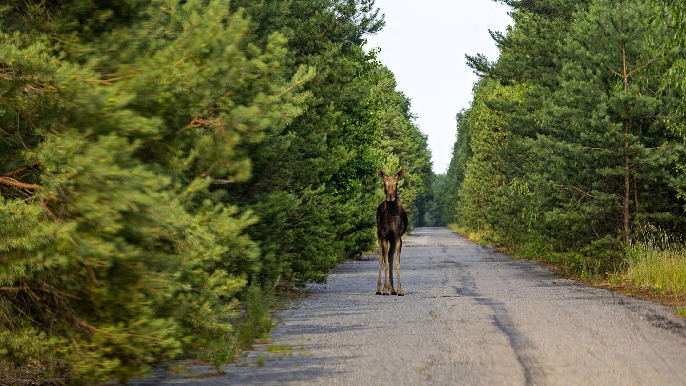 Un esemplare di alce, fotografato nella zona di esclusione
