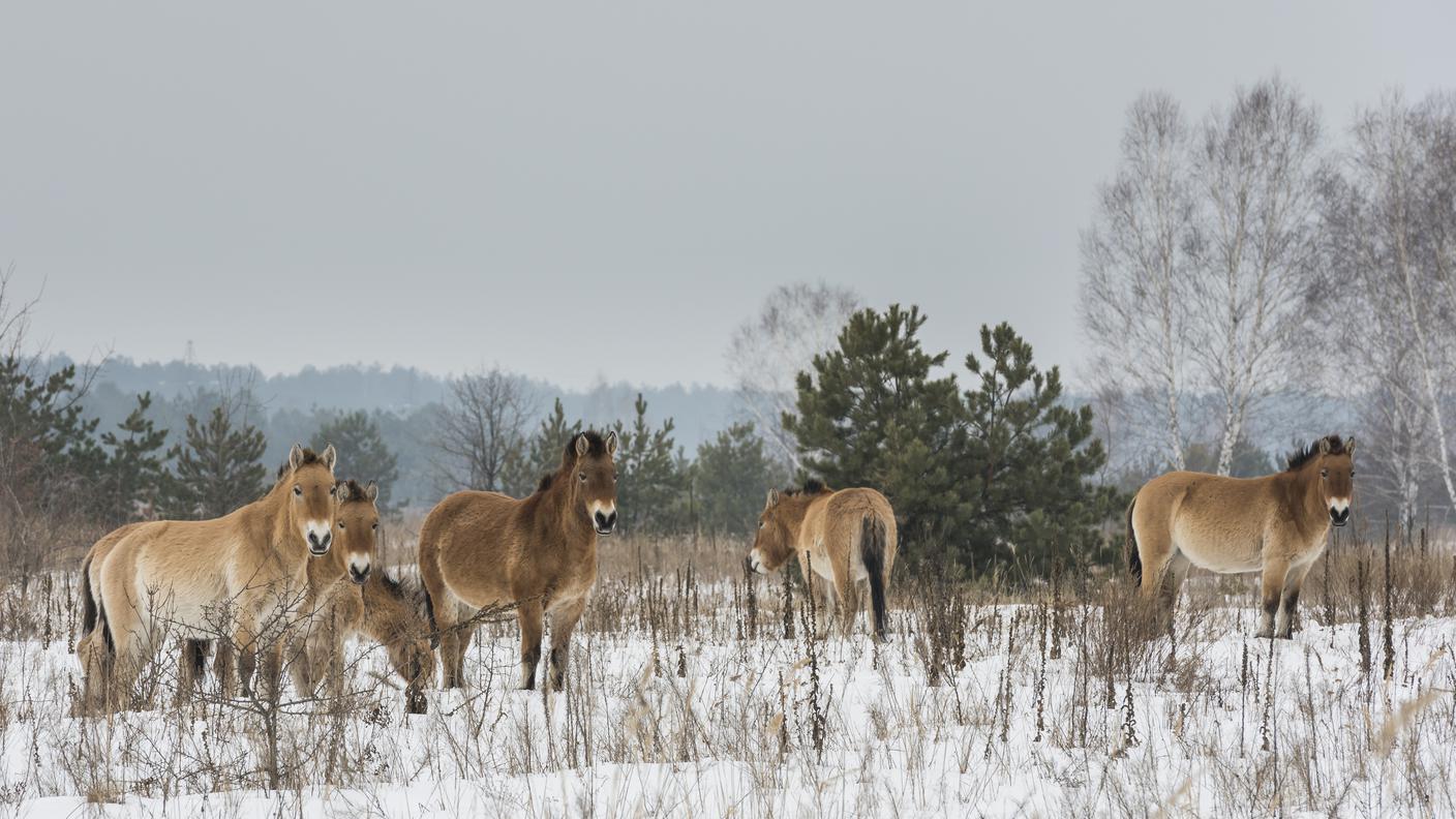 Il cavallo di Przewalski, minacciato di estinzione, è stato introdotto nella zone di esclusione alla fine degli anni Novanta e oggi prospera nell'area abbandonata dall'uomo