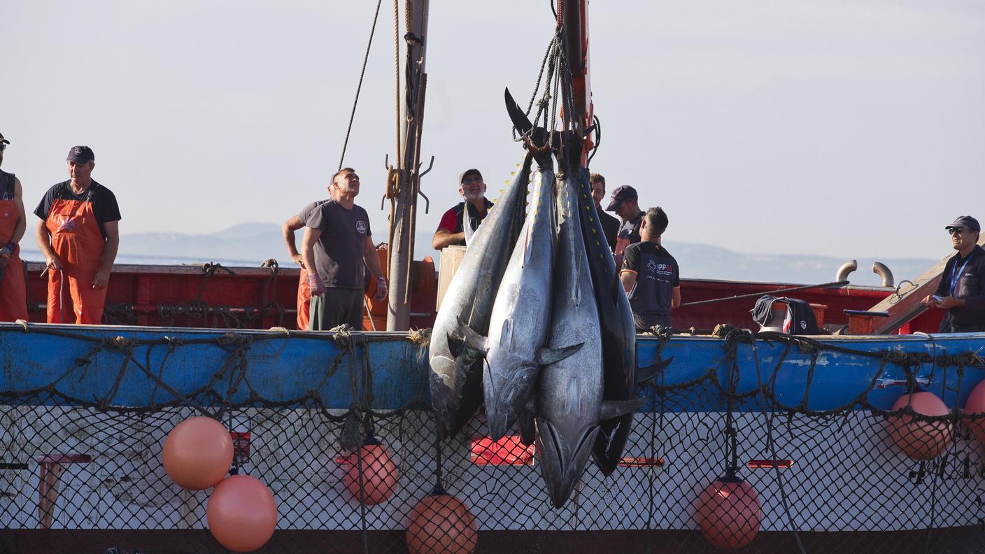 Pescatori di tonno rosso al largo delle coste dell'Andalusia, Spagna.