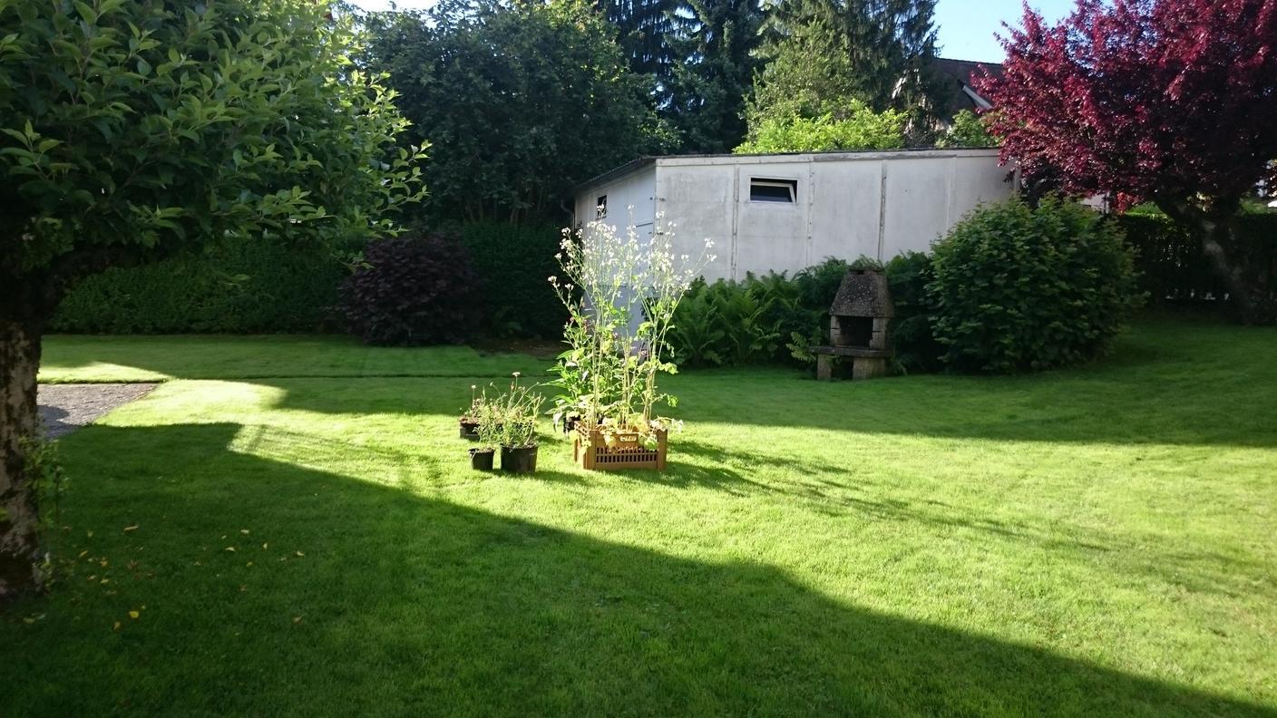 Uno dei 24 giardini sperimentali a Zurigo, nei quali i volontari hanno registrato e catturato per ore ogni insetto attratto dai fiori