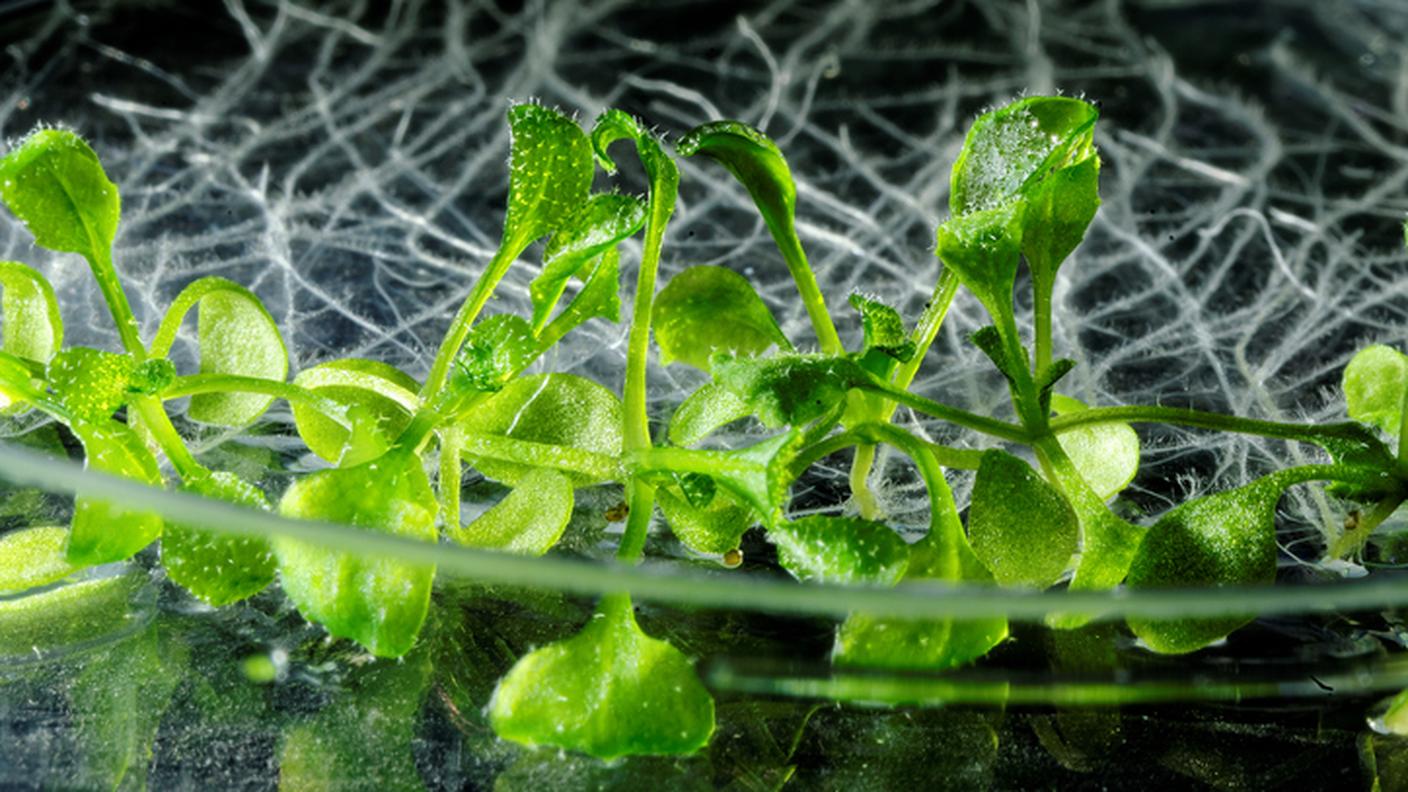 iStock-519042914.jpg