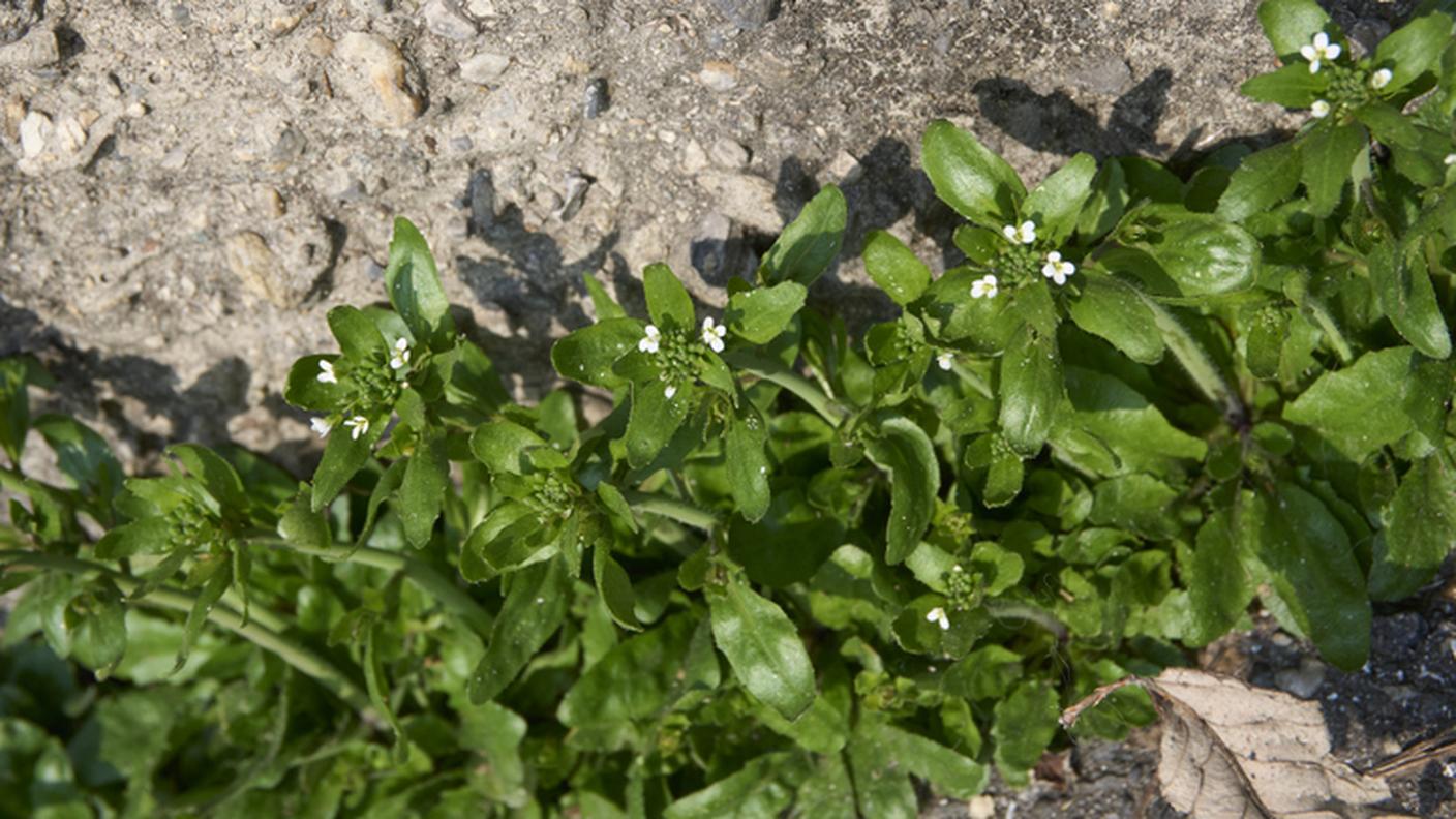 Arabidopsis thaliana in fiore