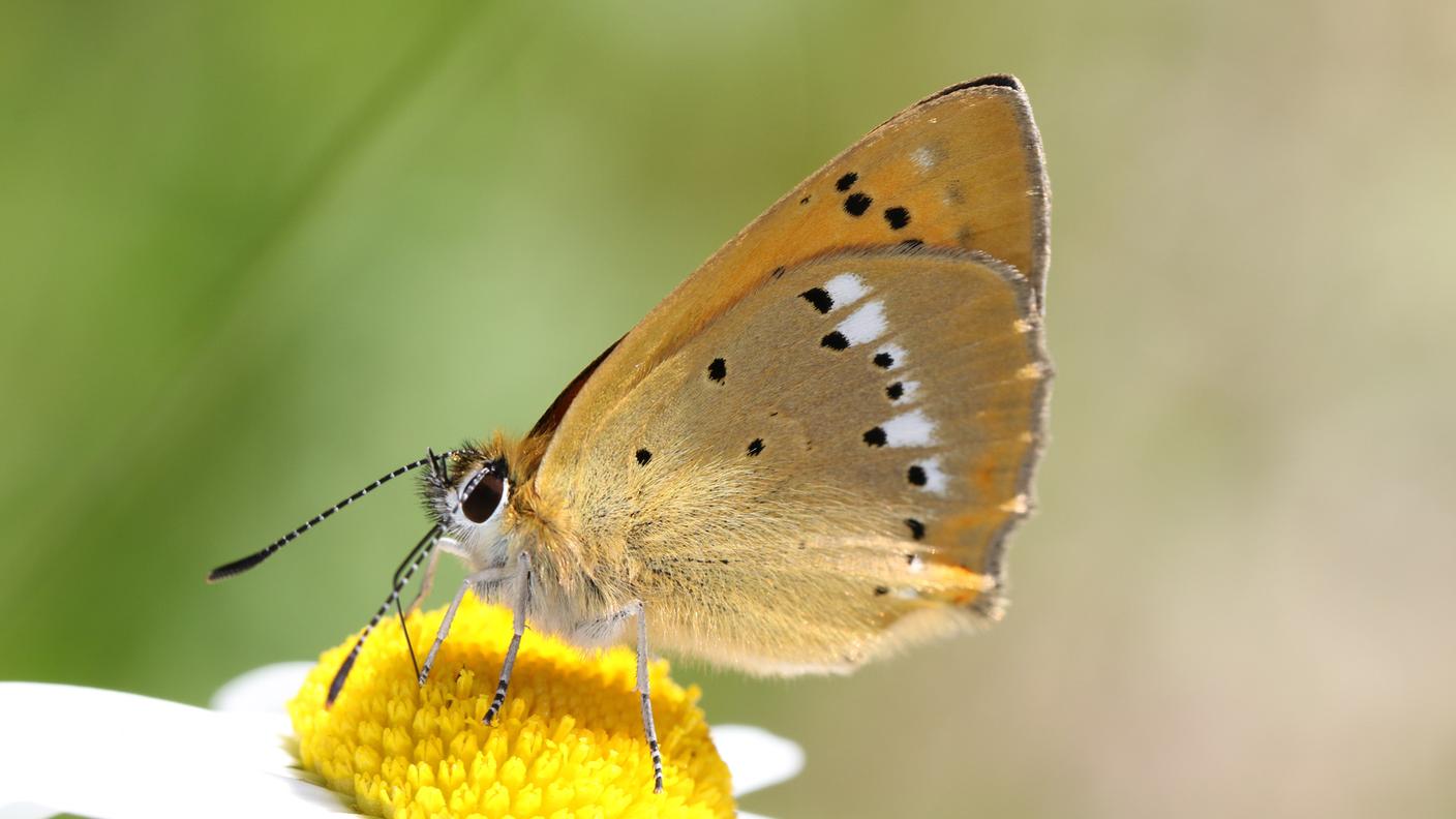 La farfalla diurna Lycaena virgaureae, il cui bruco è specializzato nell’acetosa, è scomparsa sull’Altopiano