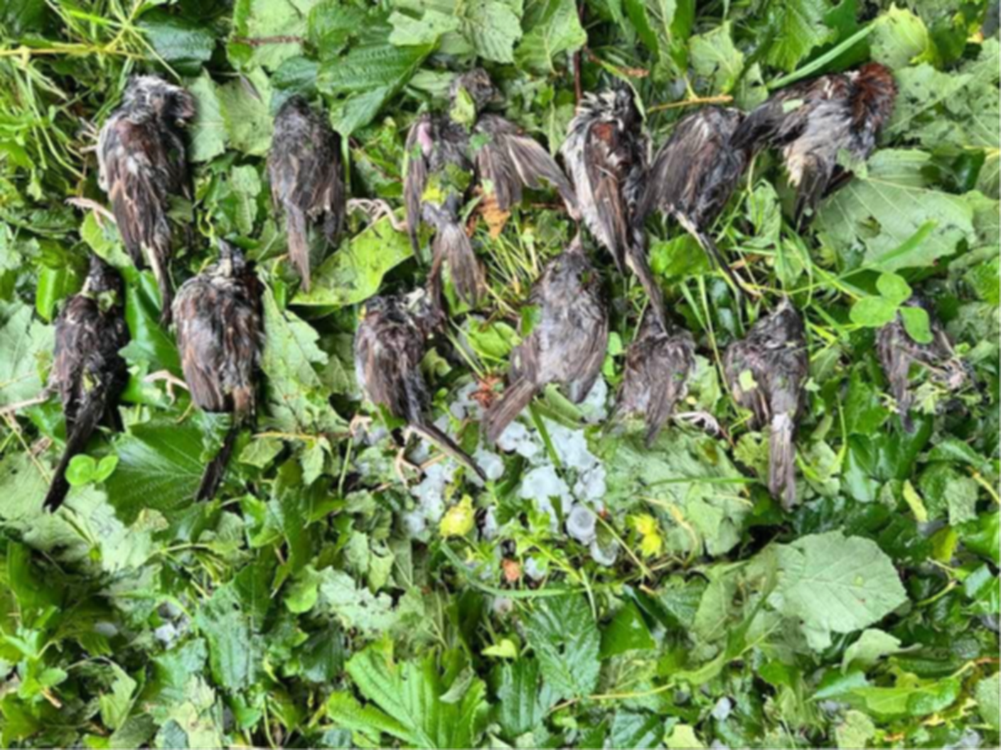 A Genestrerio in un giardino privato sono stati rinvenuti sedici passerotti senza vita