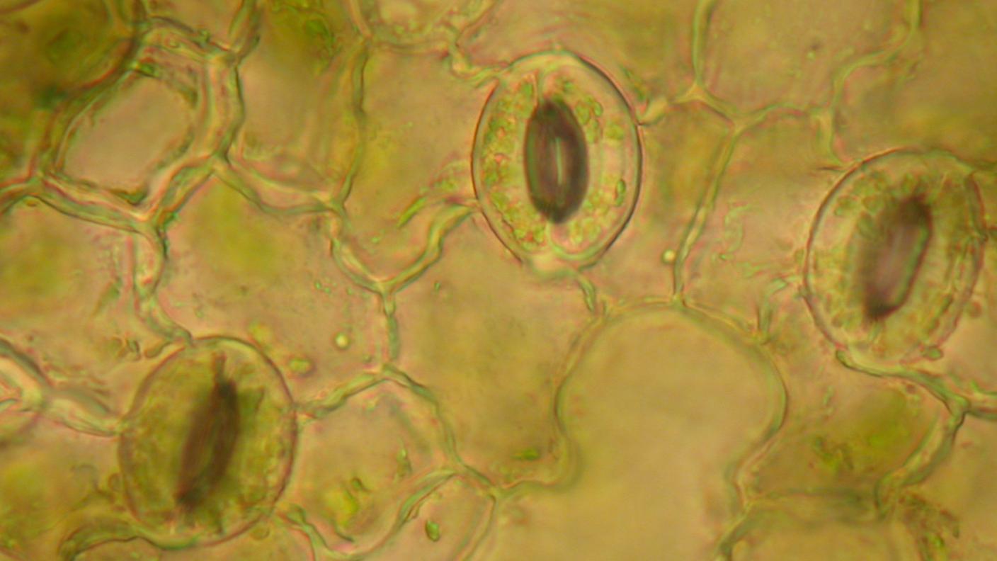 Stomi sulla superficie fogliare. La pianta aprendo o chiudendo questi pori, secondo il proprio stato e le condizioni ambientali vigenti,  ha la facoltà di regolare con l'atmosfera gli scambi gassosi e di acqua