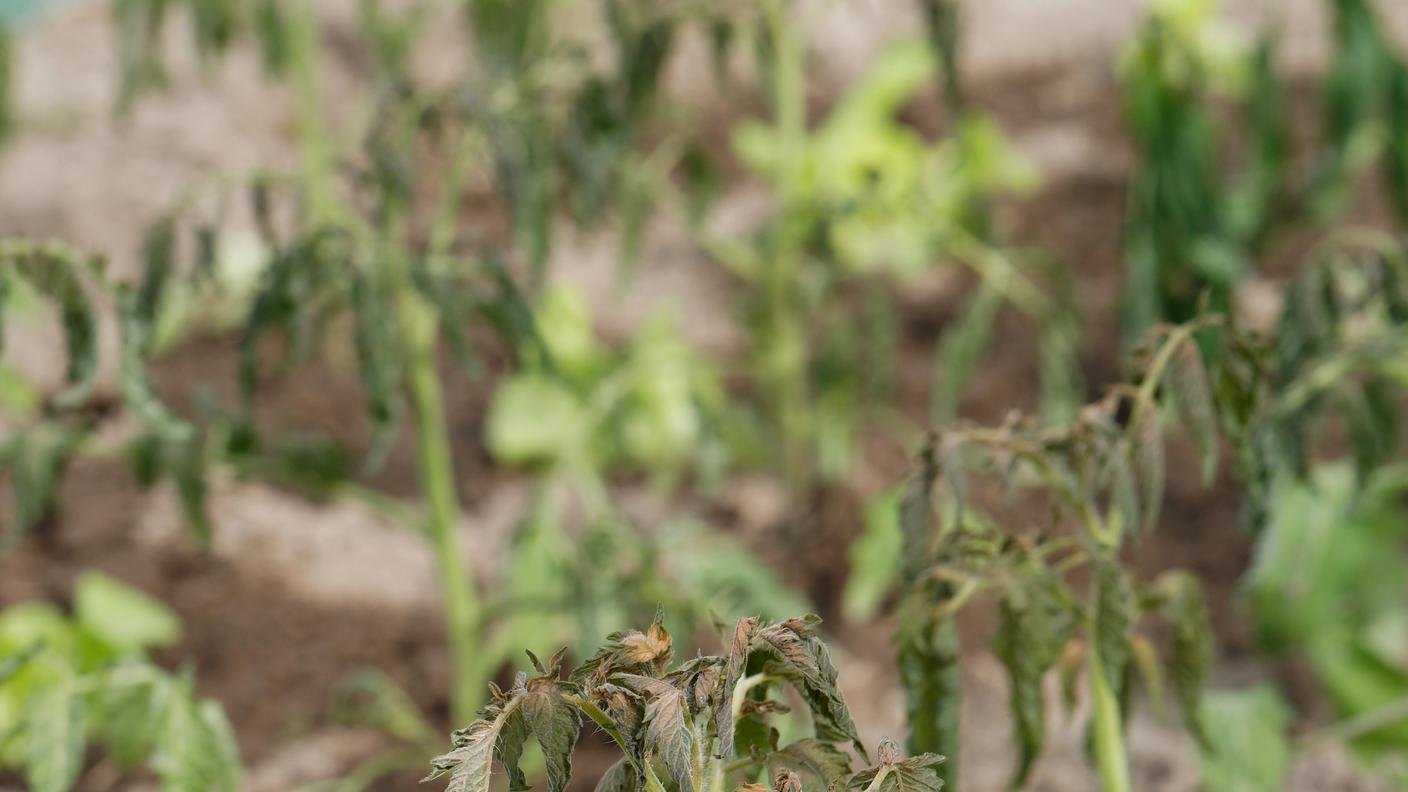 Pomodori in pieno stress idrico
