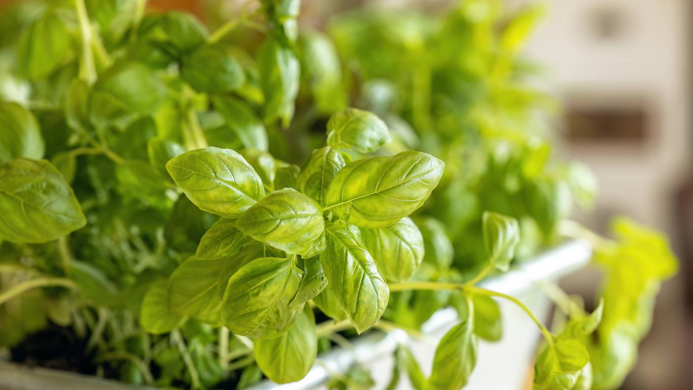 Il basilico, soprattutto coltivato in vaso, necessita di apporto costante d'acqua e di schermatura contro i raggi più forti del sole che causano l'indurimento delle foglie