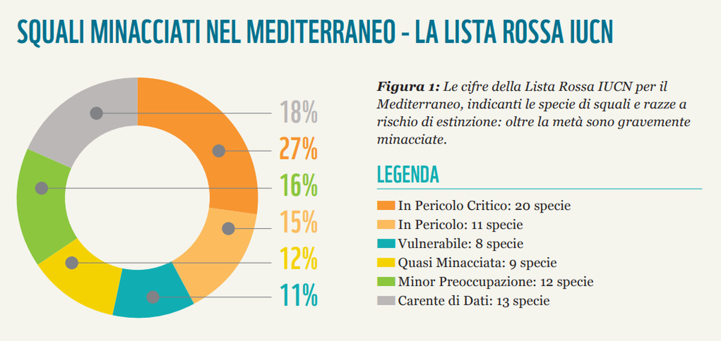Più del 50% delle specie di squali e razze nel Mediterraneo è minacciato di estinzione