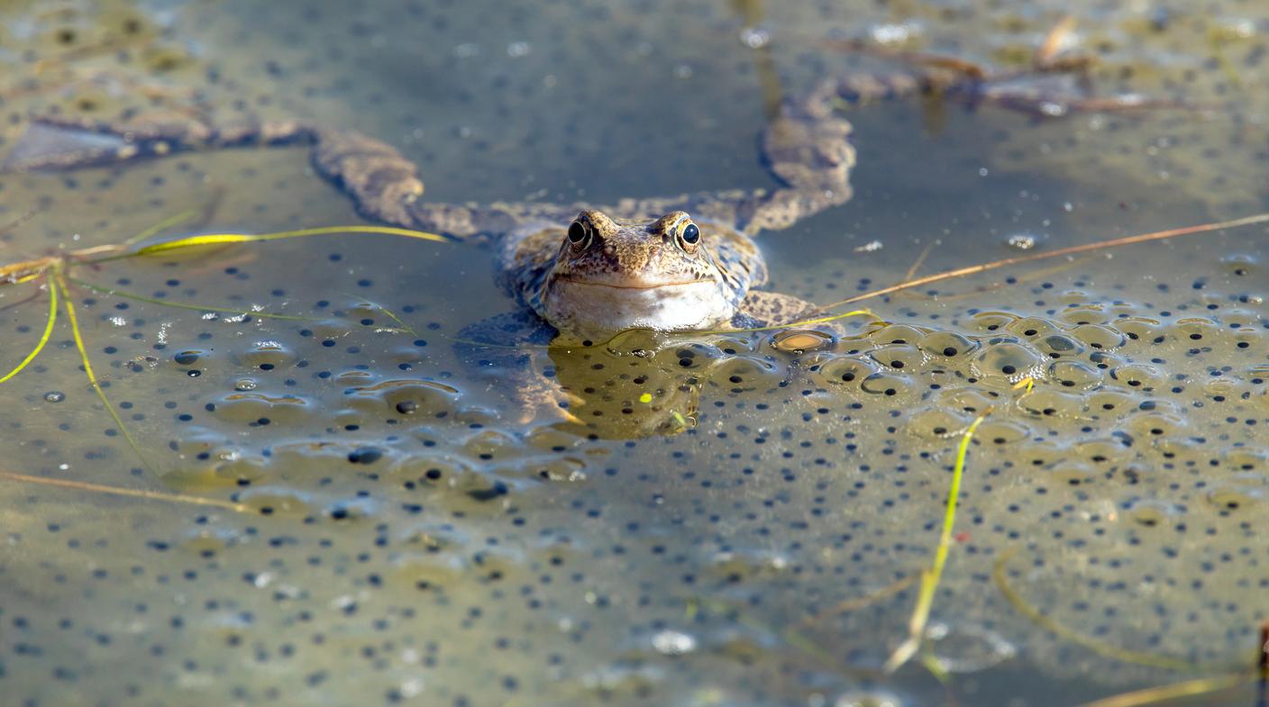 Nel periodo della riproduzione le rane rosse depongono moltissime uova raggruppate