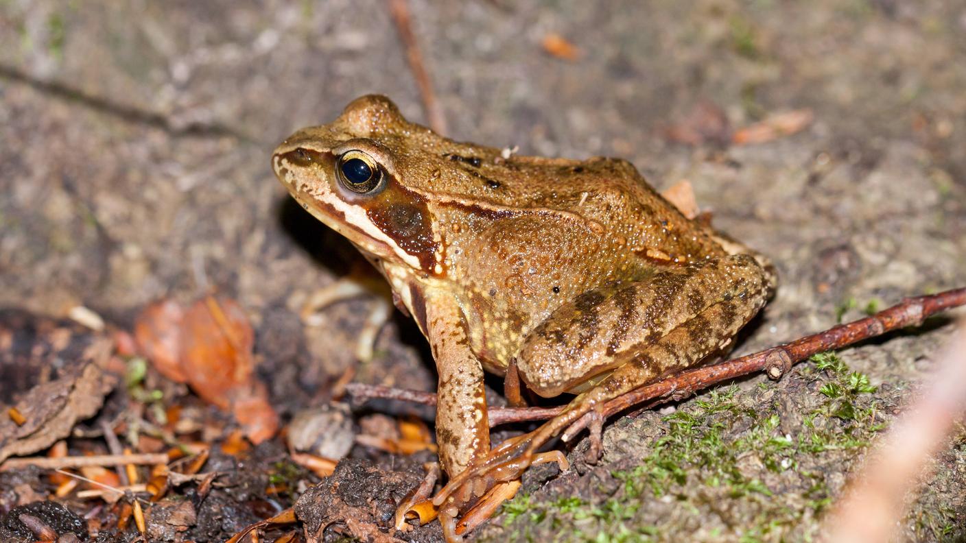 Esemplare di rana rossa (Rana temporaria)