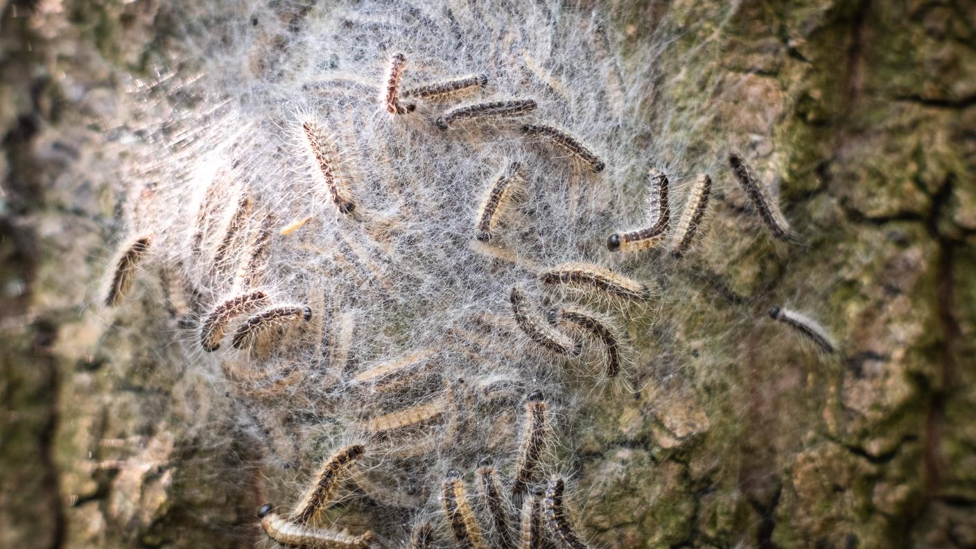Nido sericeo di processionaria della quercia, ubicato sul tronco principale dell'albero