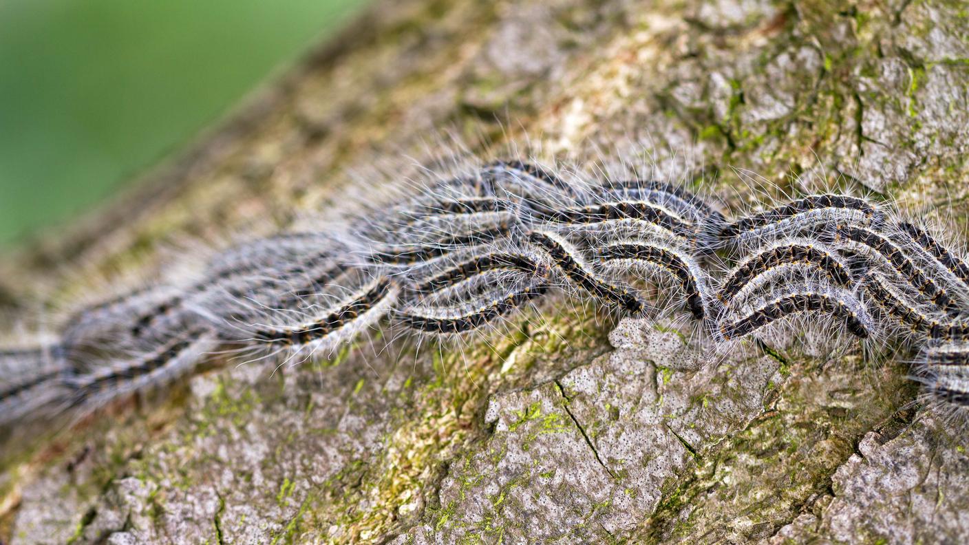 Bruchi di processionaria della quercia in movimento