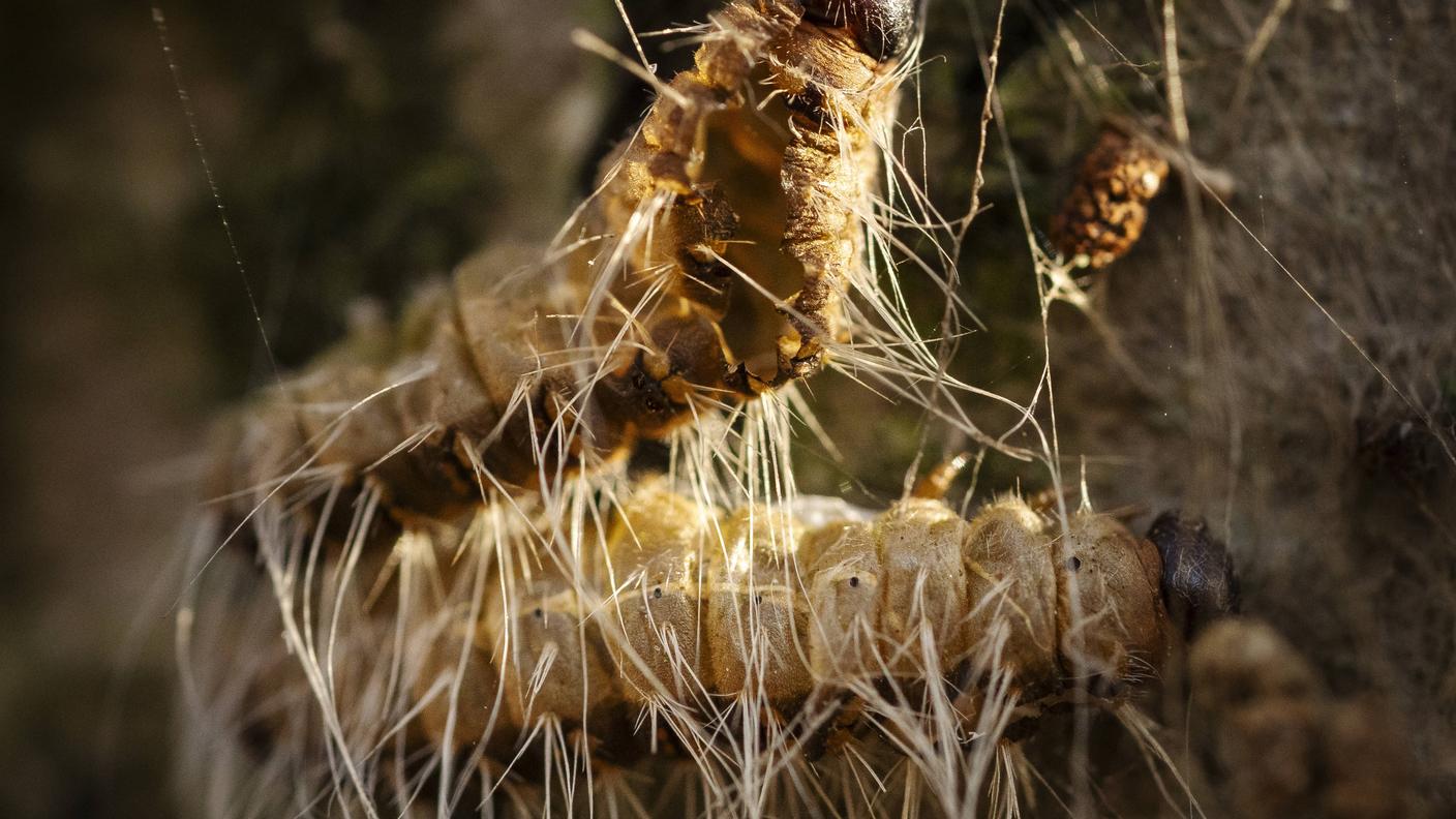 I peli urticanti mantengono il loro potere allergenico anche per decenni dopo la morte del bruco