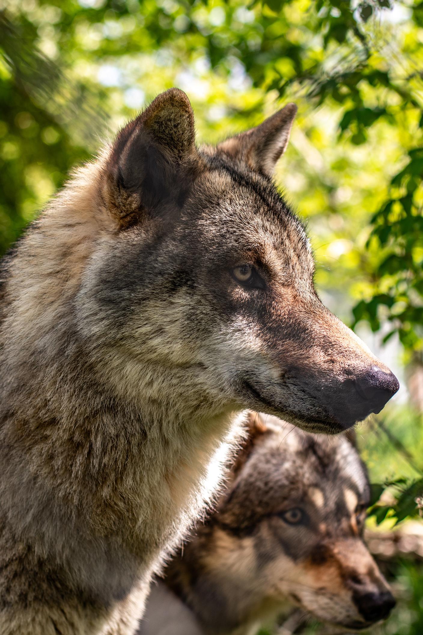 Coppia riproduttrice nel parco faunistico di Berna