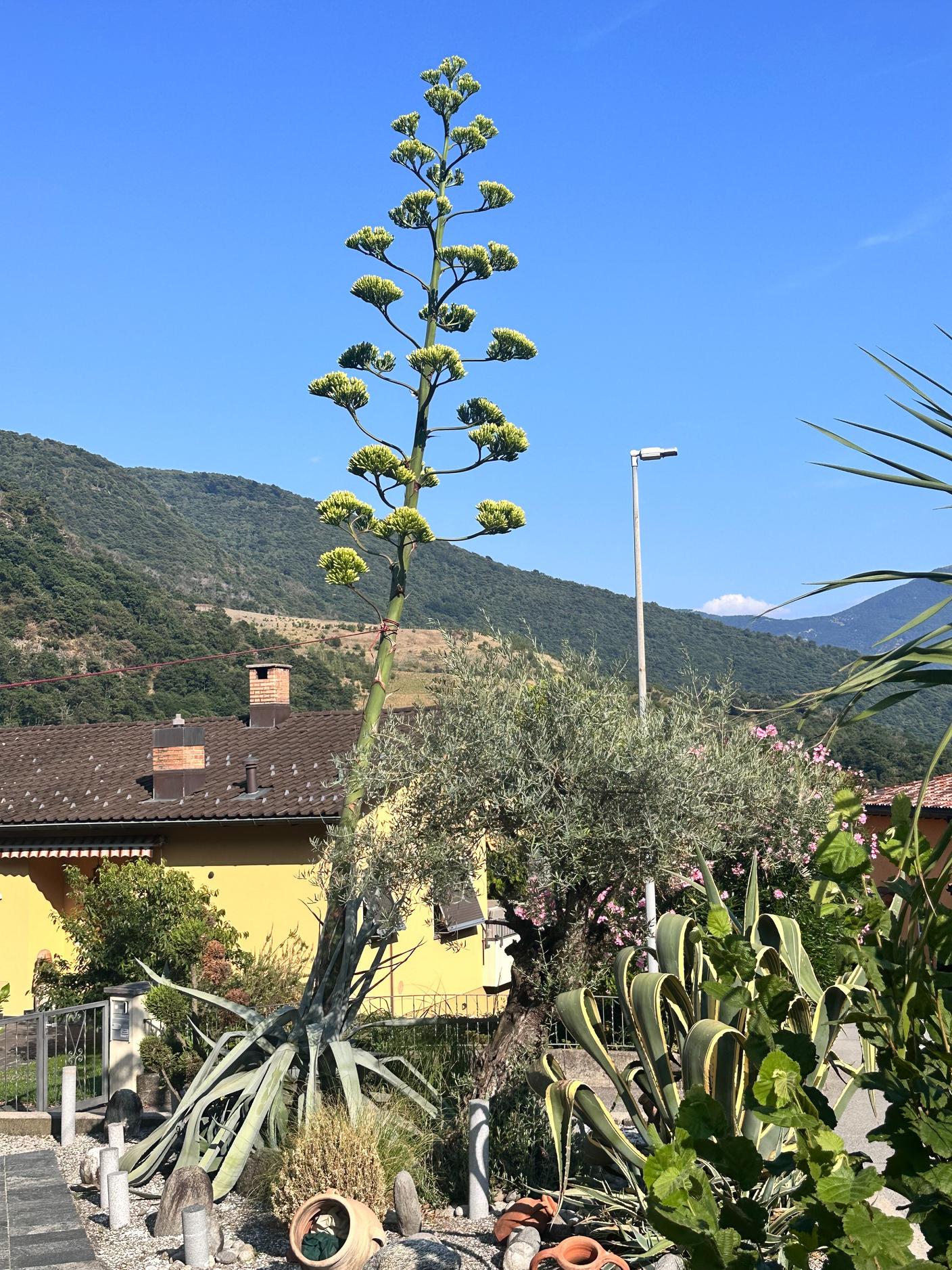 Agave americana a Sigirino (foto: 20 luglio)
