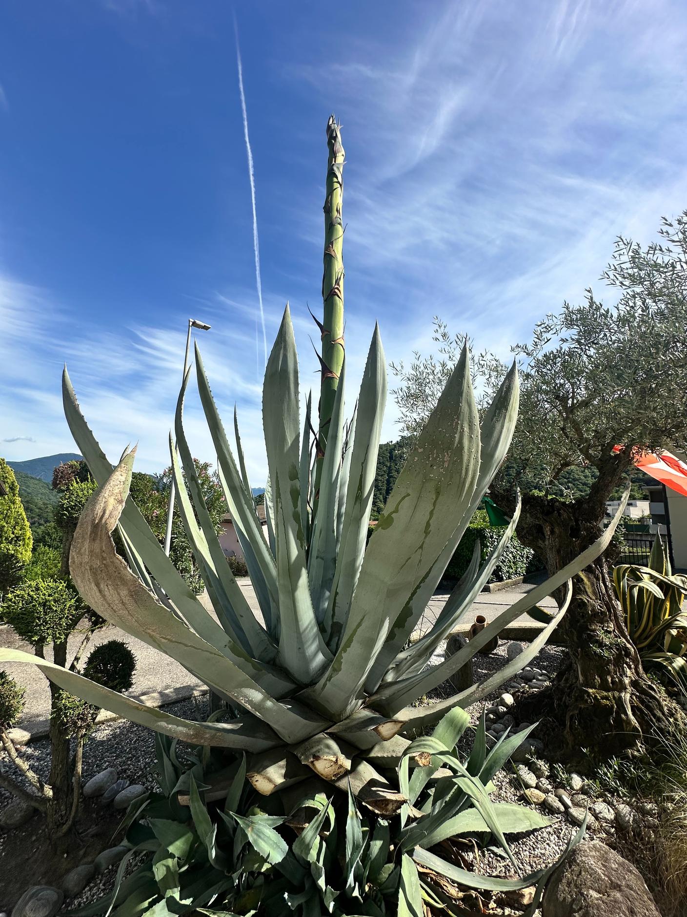 Agave americana a Sigirino (foto: inizio giugno)