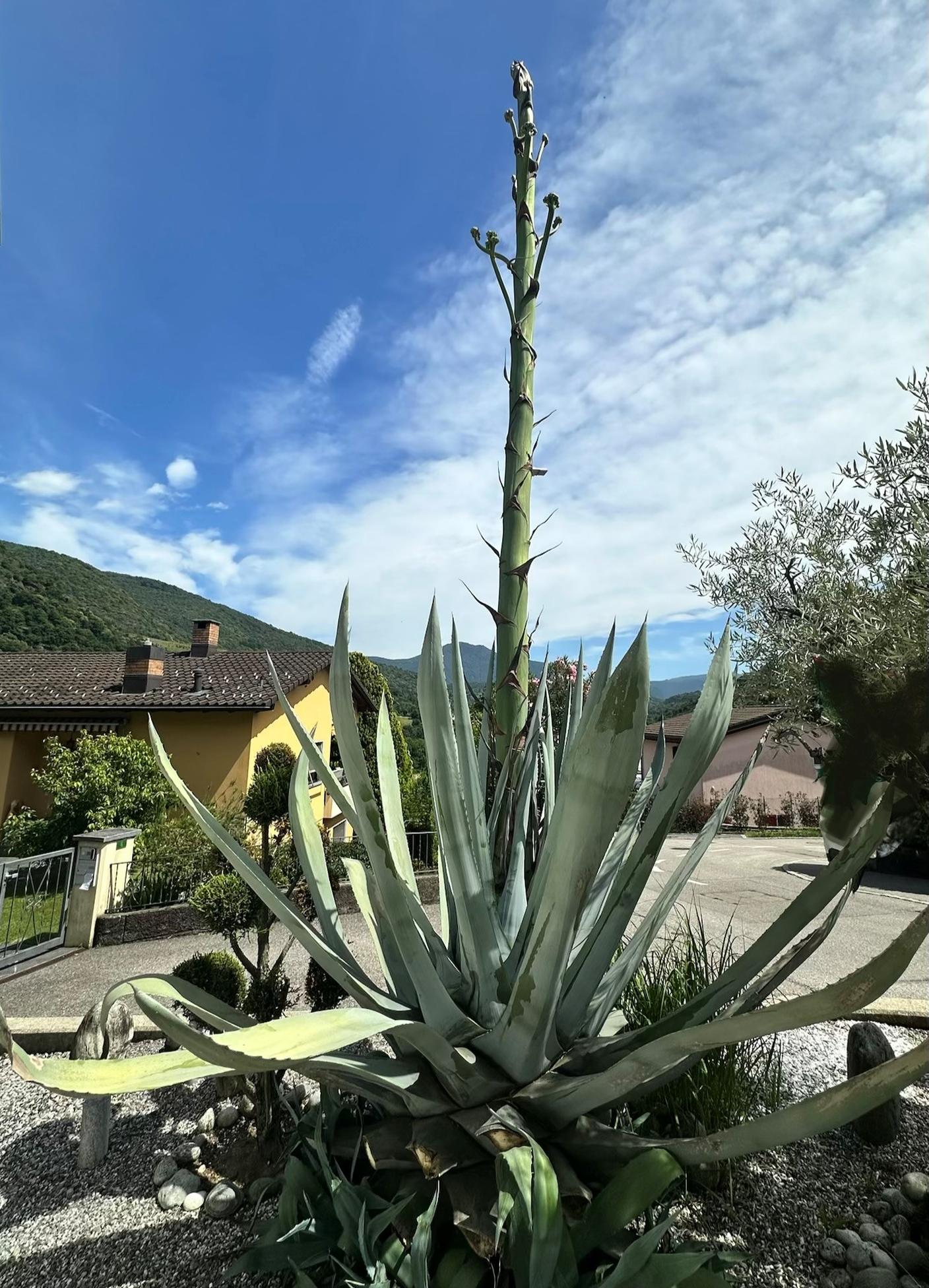 Agave america a Sigirino (foto: inizio luglio)