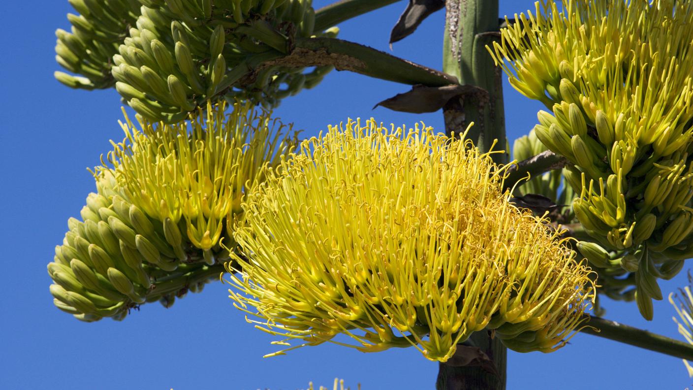 Fiore di agave americana, pianta che fiorisce una volta sola nella vita