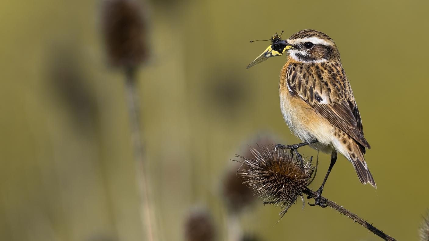 Poiché in inverno non trova cibo in Svizzera, lo stiaccino migra verso l’Africa. Per portare a termine la cova, questa specie
ha bisogno di prati fioriti falciati tardivamente