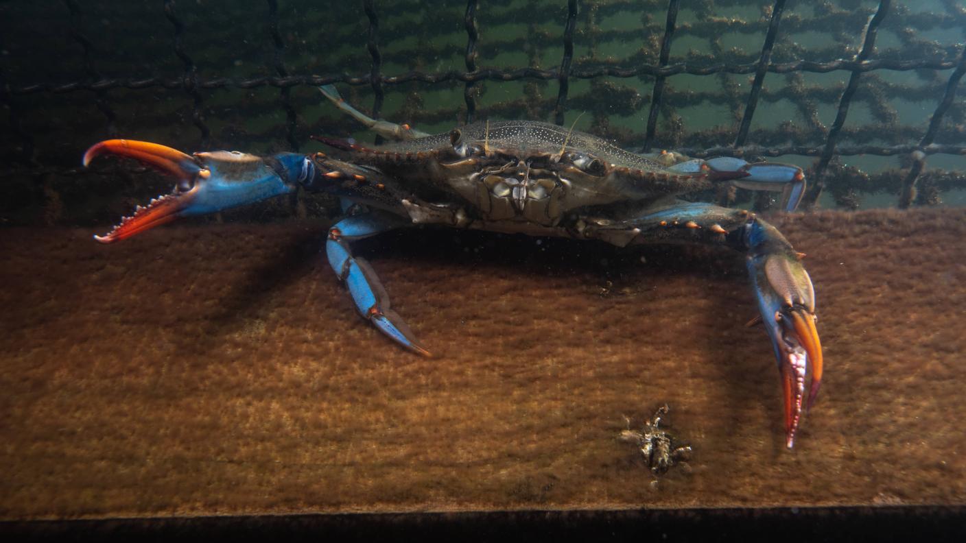 Callinectes sapidus