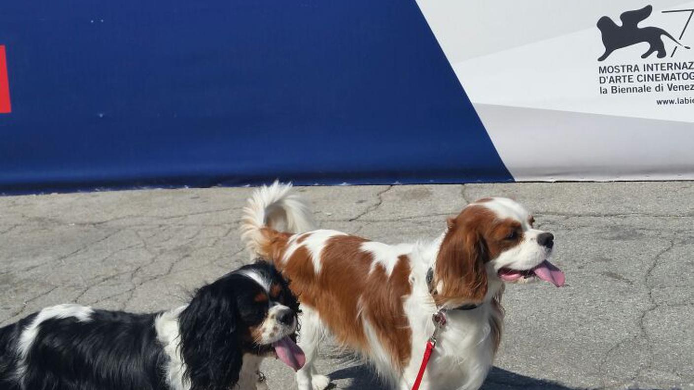 Ma ci sono questi deliziosi cagnolini