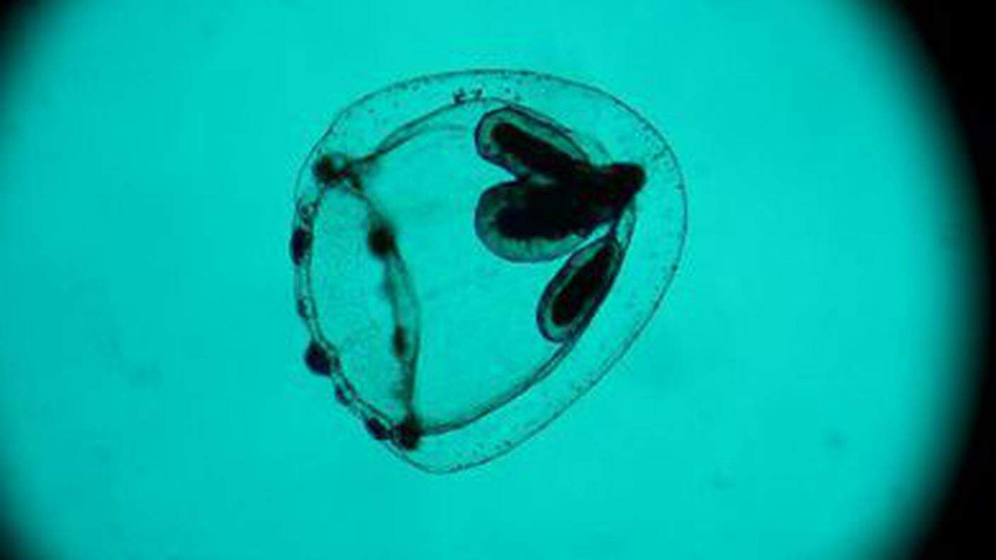 La medusa in un'immagine del film spira mirabilis