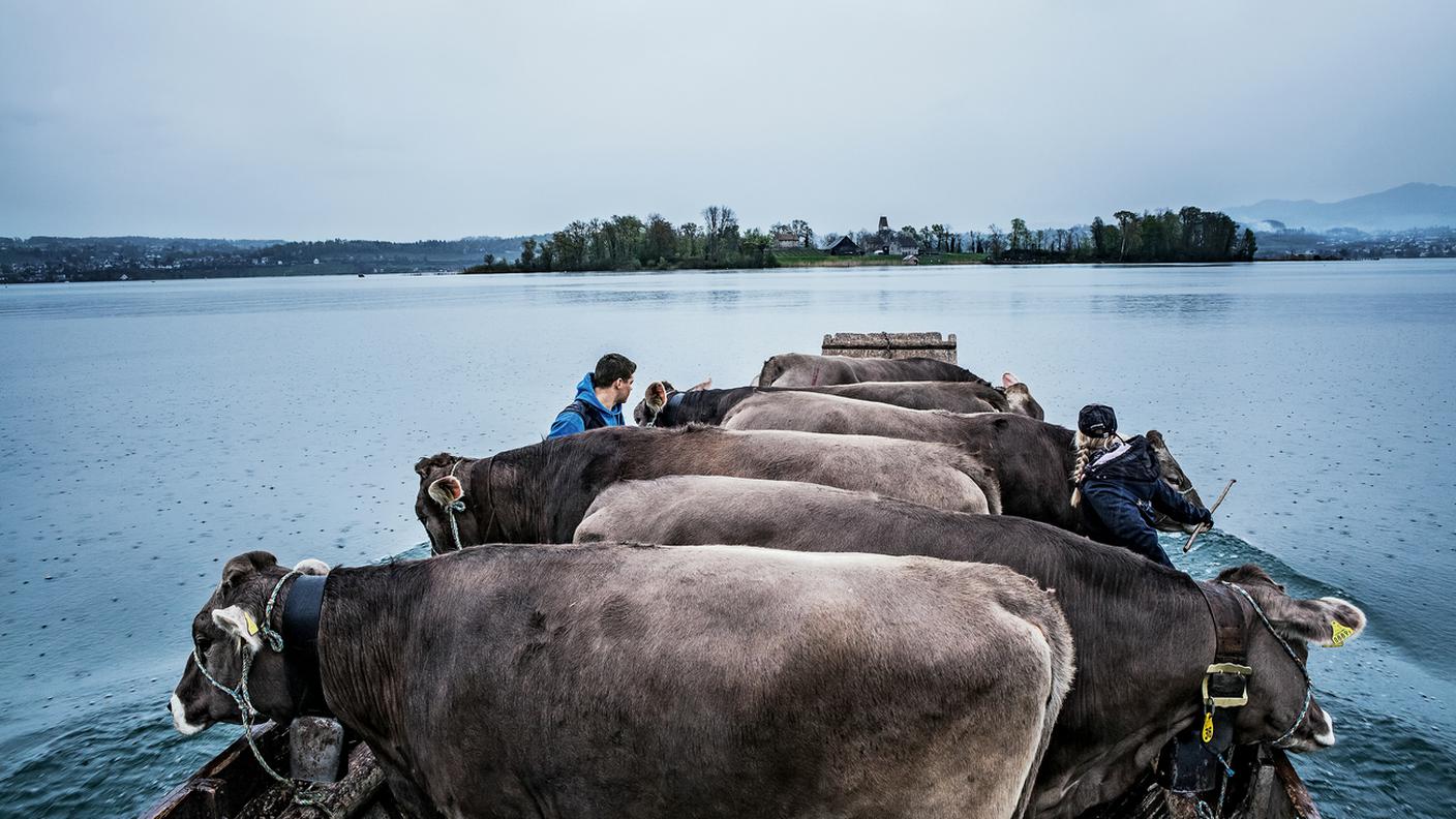 Mucche sul lago