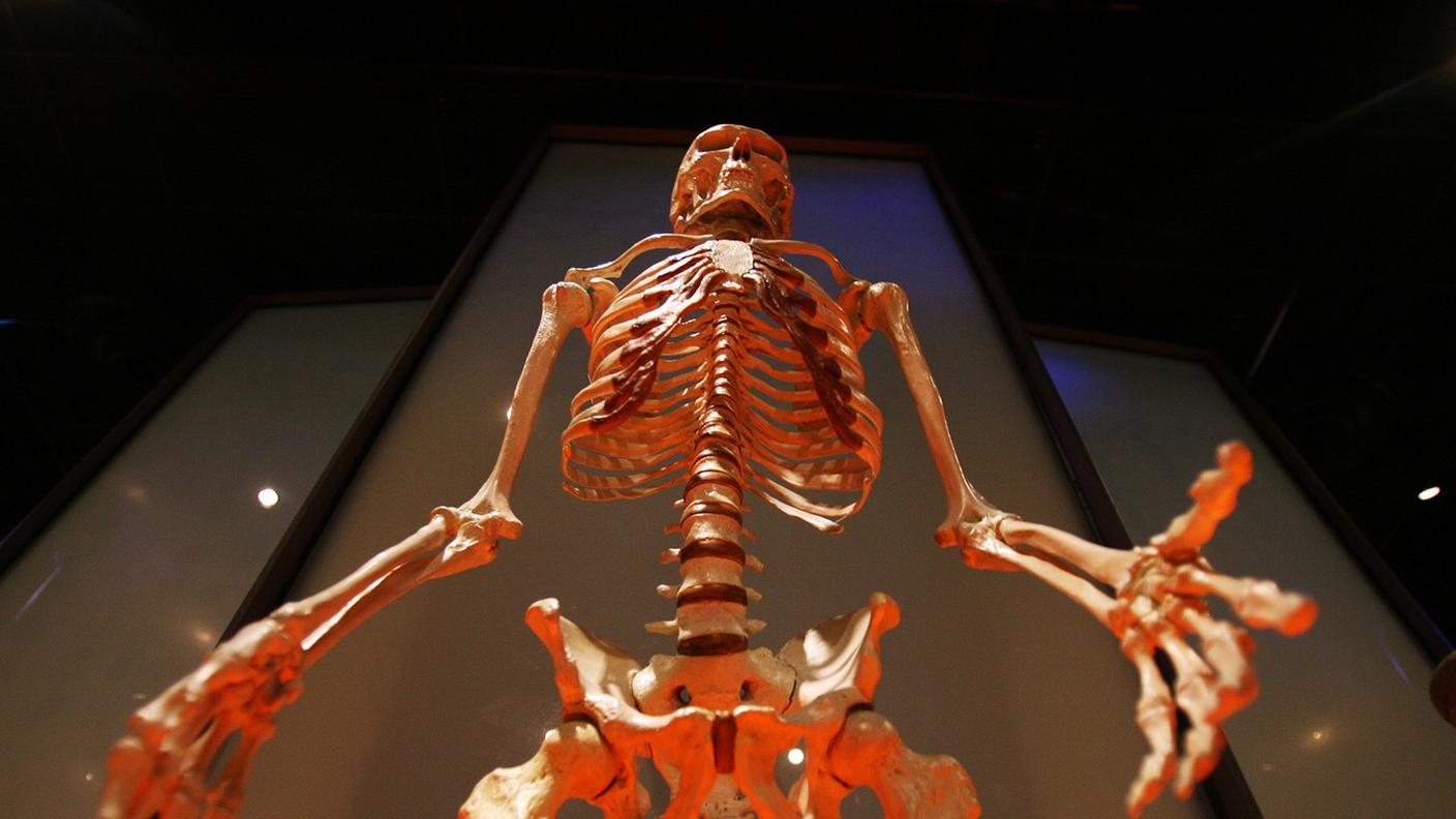 Scheletro al Museo Americano di Storia Naturalejpg
