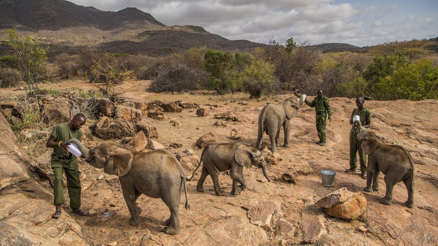 La fotografia di Ami Vitale, scattata in un santuario per elefanti in Kenya, ha vinto il primo premio nella categoria "Nature"
