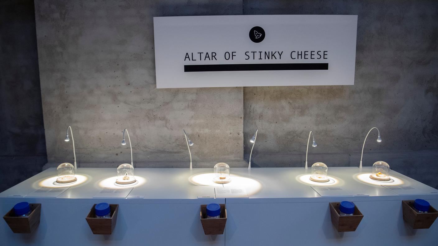 L'altare dei formaggi puzzolenti