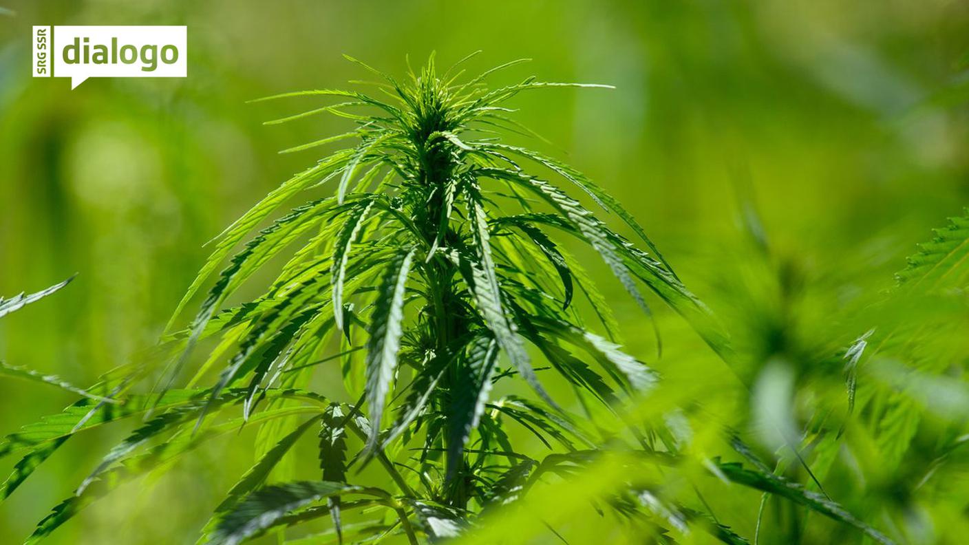 Le leggi attorno alla cannabis cambiano, in Svizzera e nel resto del mondo