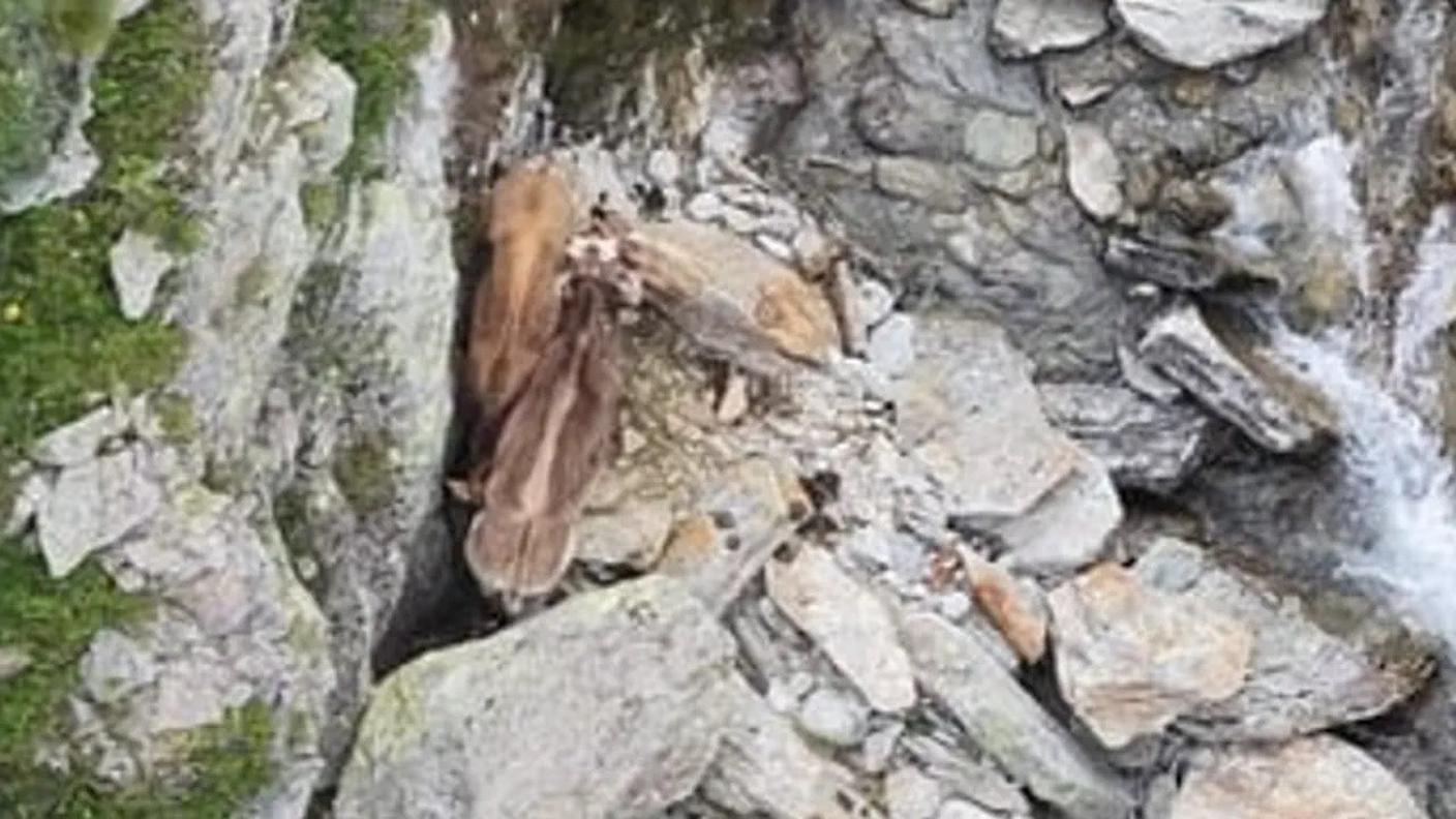 alpe6.jpg