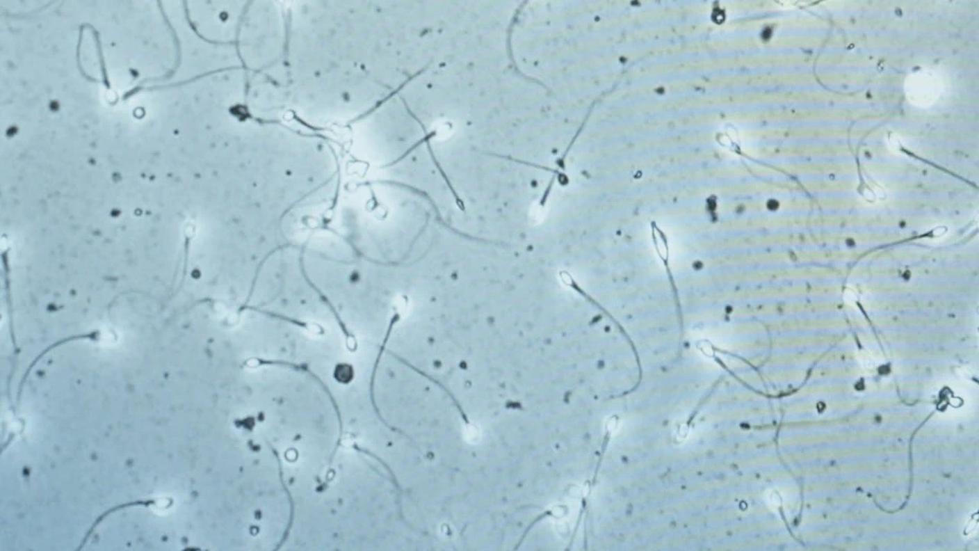 Gli spermatozoi sono molto sensibili agli influssi esterni