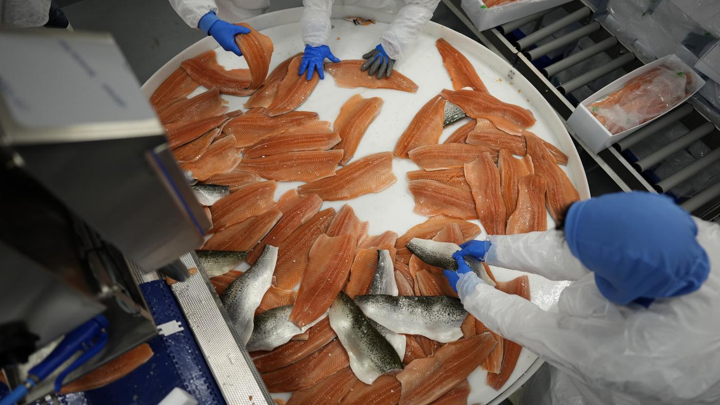 Un salmone su sei muore negli allevamenti a causa di malattie, ferite e sovrappopolazione