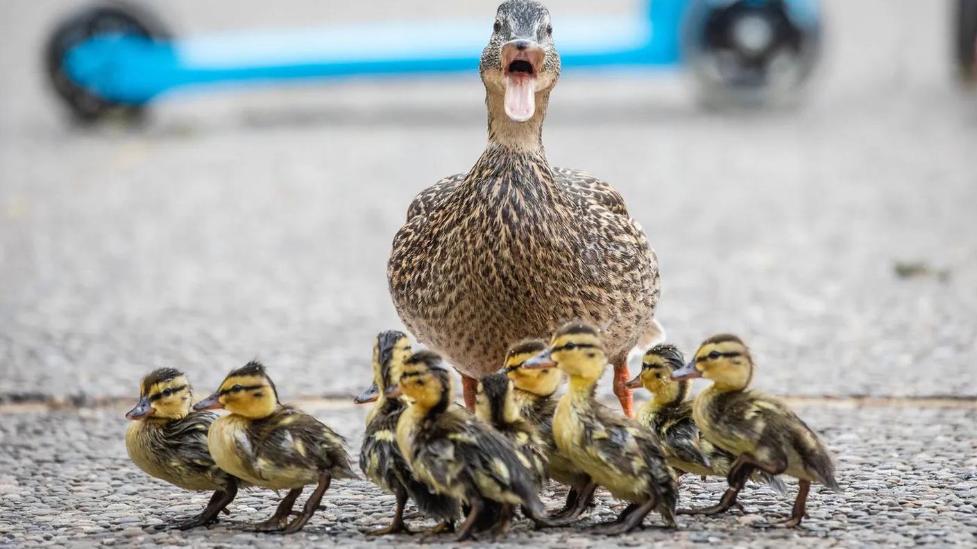 A differenza di queste paperelle, il più grande successo musicale svizzero non è uscito dallo stagno, ma dalle montagne grigionesi